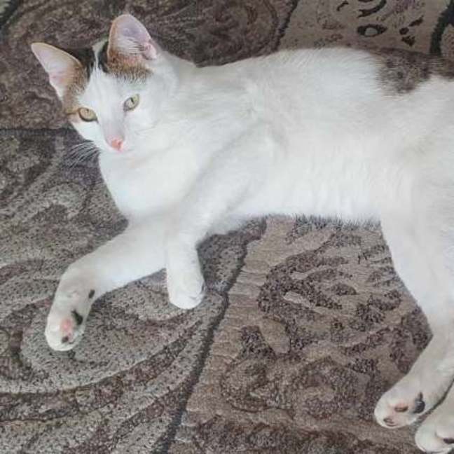 Photo of Shuno (Assisted Rehome)