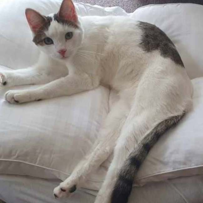 Photo of Shuno (Assisted Rehome)