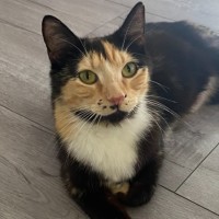 Photo of Honey