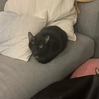 Photo of Annie