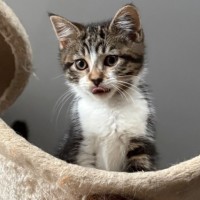 Photo of Puddin **2nd Chance Cat Rescue**
