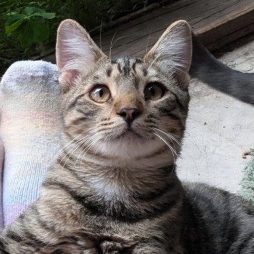 Gingko - Domestic Short Hair (DSH) Cat