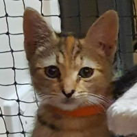 Photo of Maxie  **2nd Chance Cat Rescue**