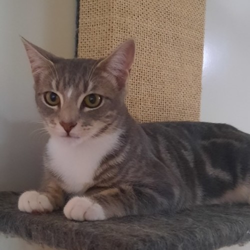 Sanemi - Domestic Short Hair (DSH) Cat