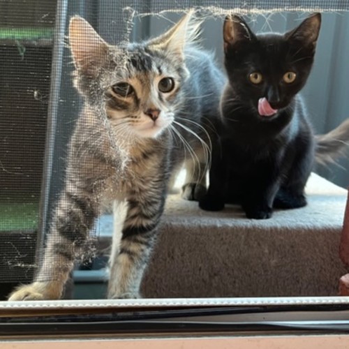 Penny - Domestic Short Hair (DSH) Cat