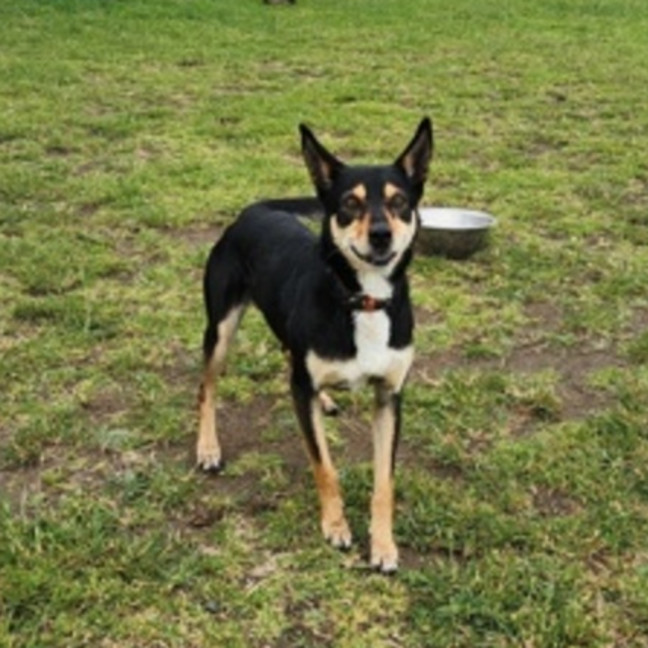 Photo of Princess (67619)