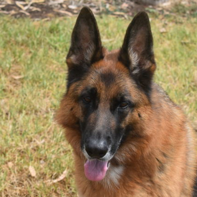 Photo of Toshi