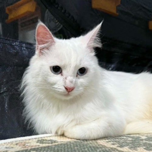 Featherlynn - Domestic Long Hair (DLH) Cat