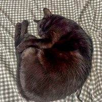 Photo of Neo