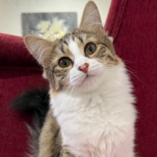 Rosemary - Domestic Medium Hair (DMH) Cat