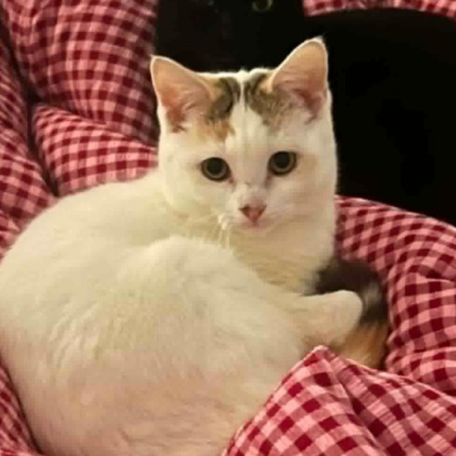 Photo of Polly
