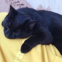 Photo of Bear