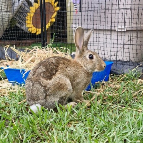 Nick Wilde - Netherland Dwarf Rabbit