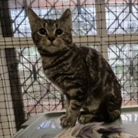 Photo of Novak Djokovic **2nd Chance Cat Rescue**