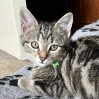 Photo of Winnie **2nd Chance Cat Rescue**