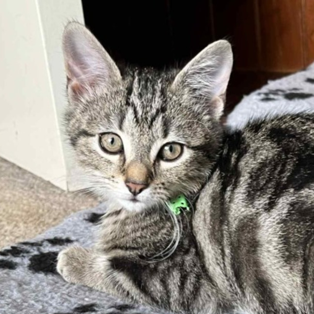 Photo of Winnie **2nd Chance Cat Rescue**