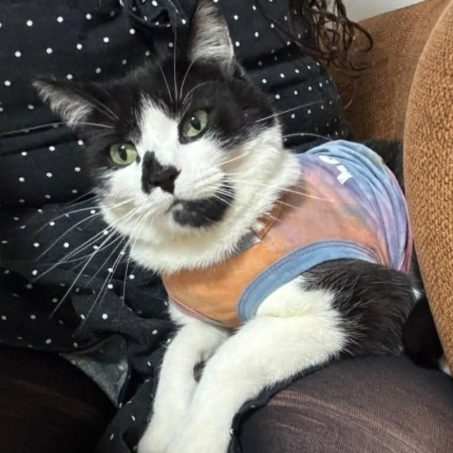 Photo of Apollo