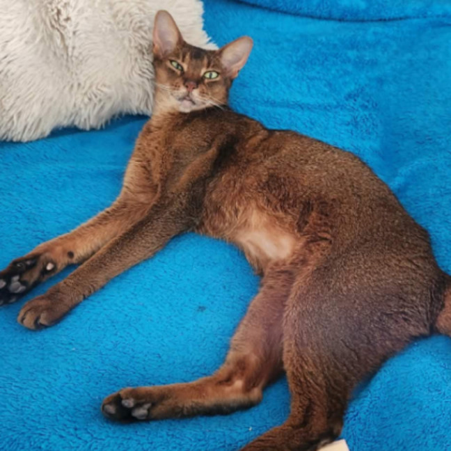 Photo of Holi 🌺🌈⭐️.  Assisted Rehome