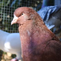 Photo of Meatball 