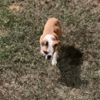 Photo of Dotty 
