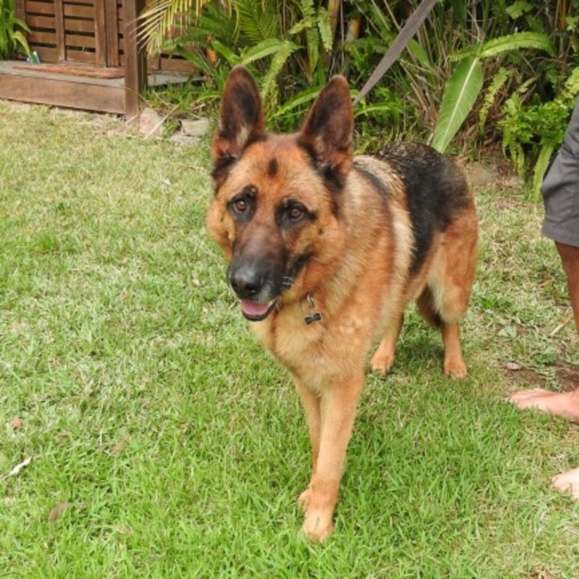 Photo of Bear