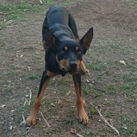 Photo of Zazu