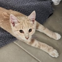 Photo of Makaro 🌷