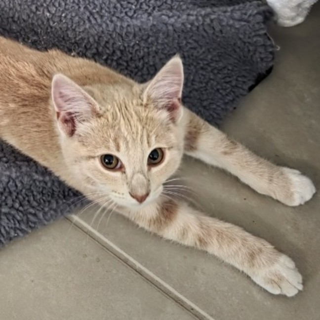 Photo of Makaro 🌷