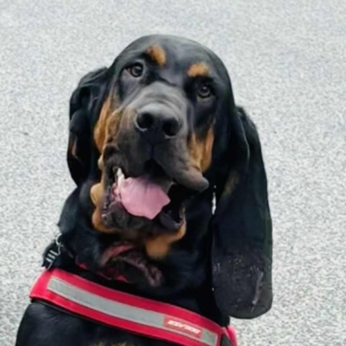 Mouse - Black and Tan Coonhound Dog