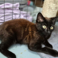 Photo of Malteser **2nd Chance Cat Rescue**