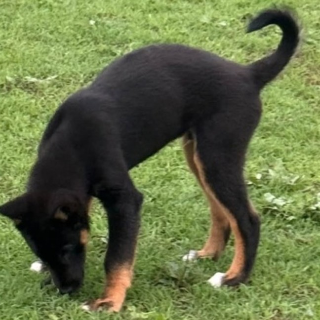 Photo of Neville