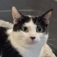 Photo of June**2nd Chane Cat Rescue**