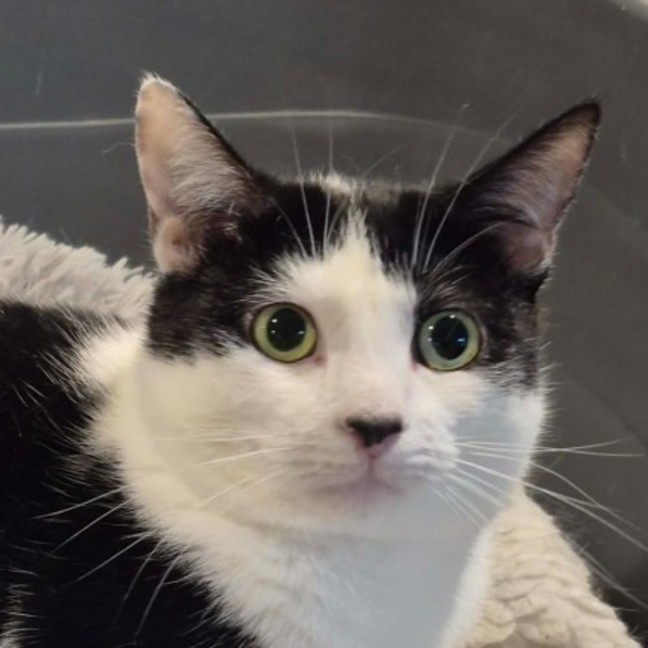 Photo of June**2nd Chane Cat Rescue**