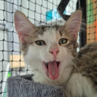 Photo of Jessie ** 2nd Chance Cat Rescue **