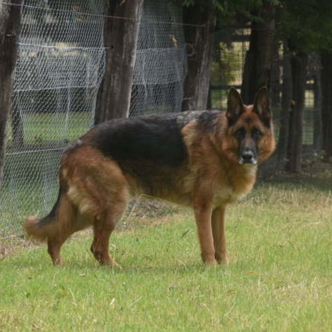 Photo of Toshi