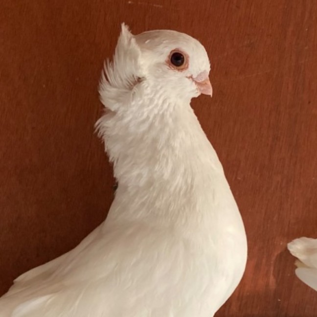 Photo of Snowball