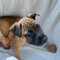 Photo of Valiant