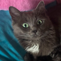 Photo of Chia