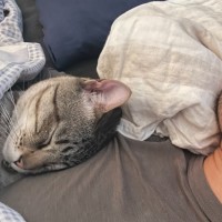 Photo of Basil