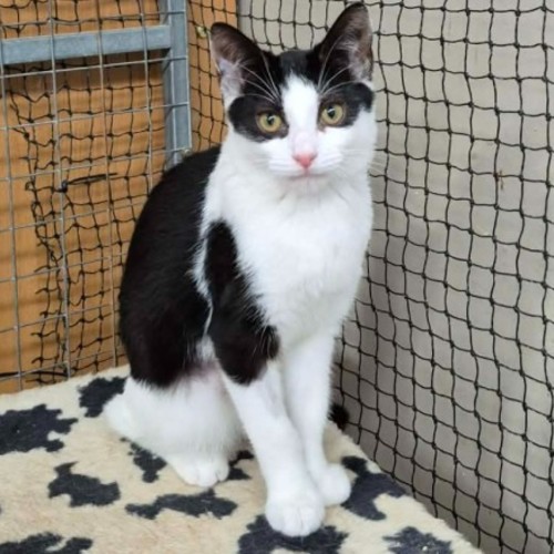 Roxy ** 2nd Chance Cat Rescue ** - Domestic Short Hair (DSH) Cat