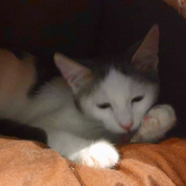 Photo of Asher