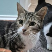 Photo of Olinda **2nd Chance Cat Rescue **