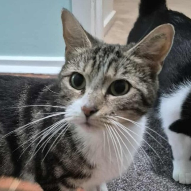 Photo of Olinda **2nd Chance Cat Rescue **