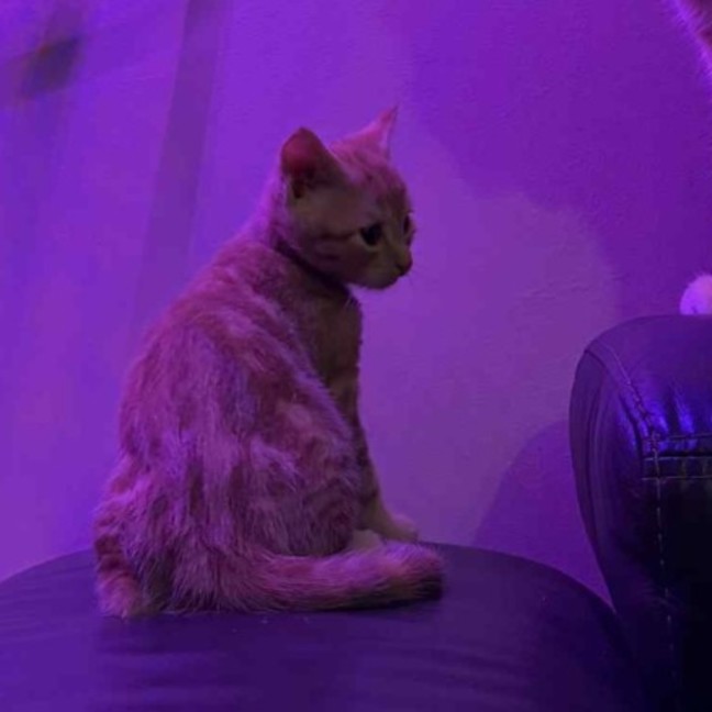 Photo of Charlie   Located In Preston