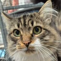 Photo of Fluffy ** 2nd Chance Cat Rescue **