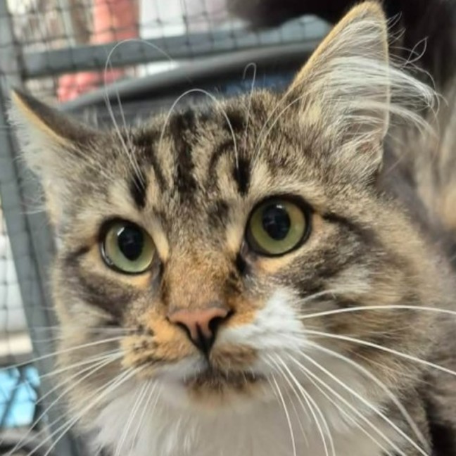 Photo of Fluffy ** 2nd Chance Cat Rescue **