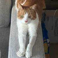 Photo of Gingie   Located In Cremorne