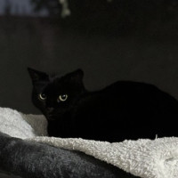 Photo of Horace & Blackie 