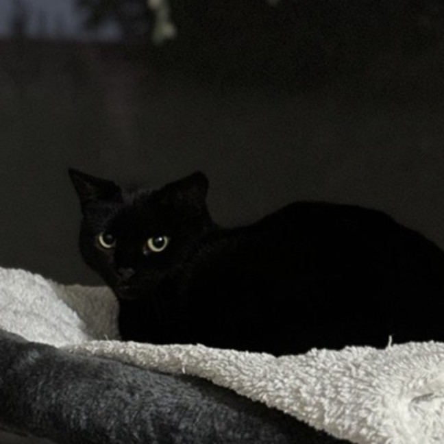 Photo of Horace & Blackie 