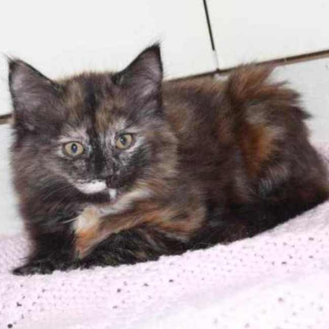 Photo of Daisy   Located In Croydon